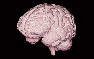 De taal van het onbewuste brein